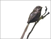 Patricia Northcroft - sculptures in bronze